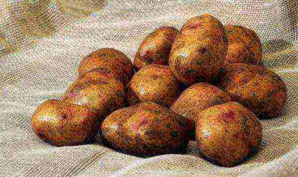 potato varieties grown in the Krasnoyarsk Territory