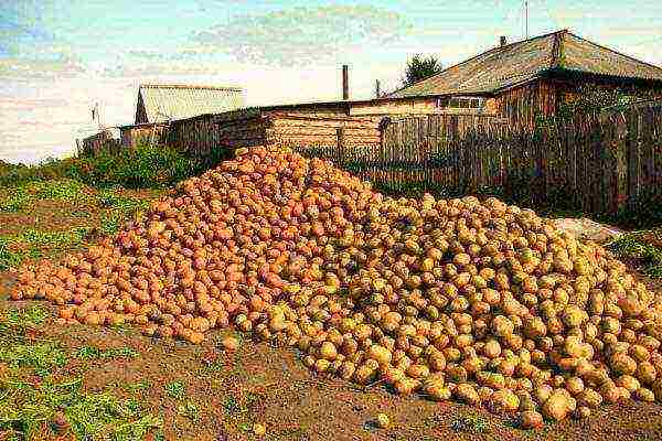 potato varieties grown in the Krasnoyarsk Territory