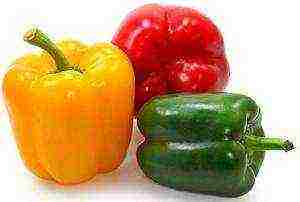 Pepper varieties are the best for the Urals