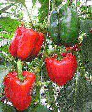 Pepper varieties are the best for the Urals