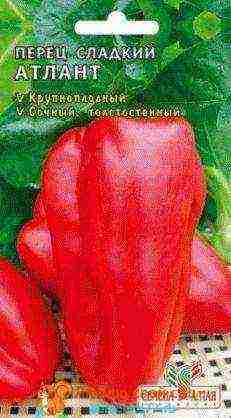 Pepper varieties are the best for the Urals