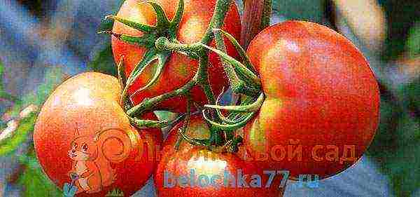 tomato varieties are the best for the Moscow region