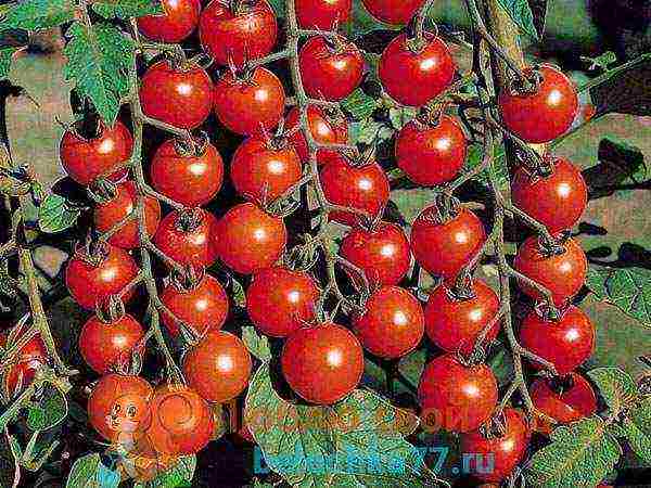 tomato varieties are the best for the Moscow region