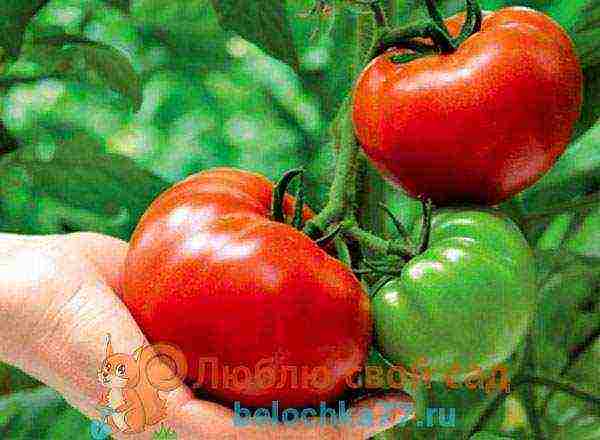 tomato varieties are the best for the Moscow region