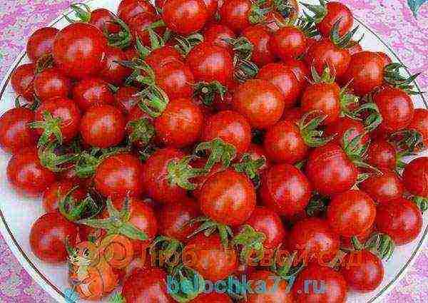 tomato varieties are the best for the Moscow region