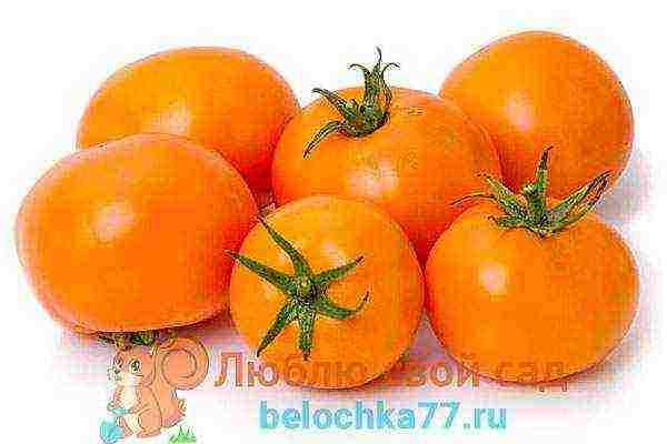 tomato varieties are the best for the Moscow region