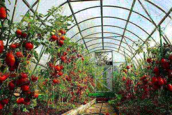 tomato varieties are the best for the Moscow region