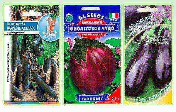 the best varieties of eggplant
