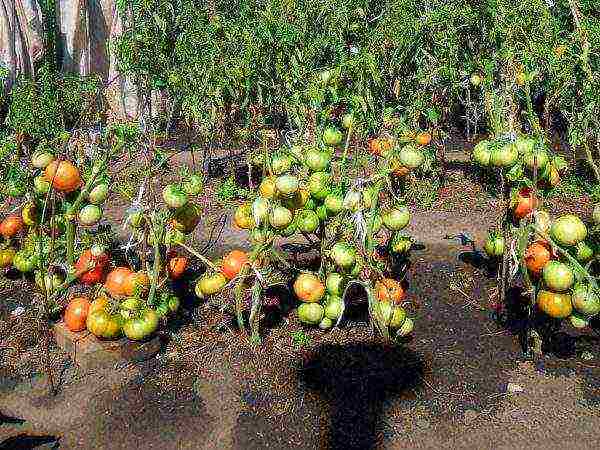 non-seedling tomato varieties