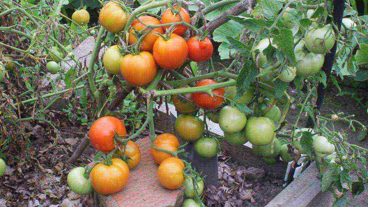 non-seedling tomato varieties