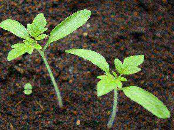 non-seedling tomato varieties