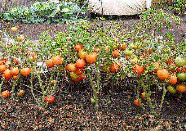 non-seedling tomato varieties