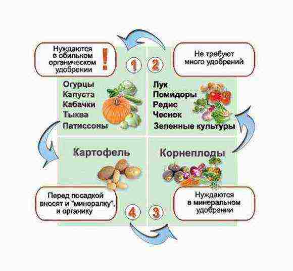 non-seedling tomato varieties