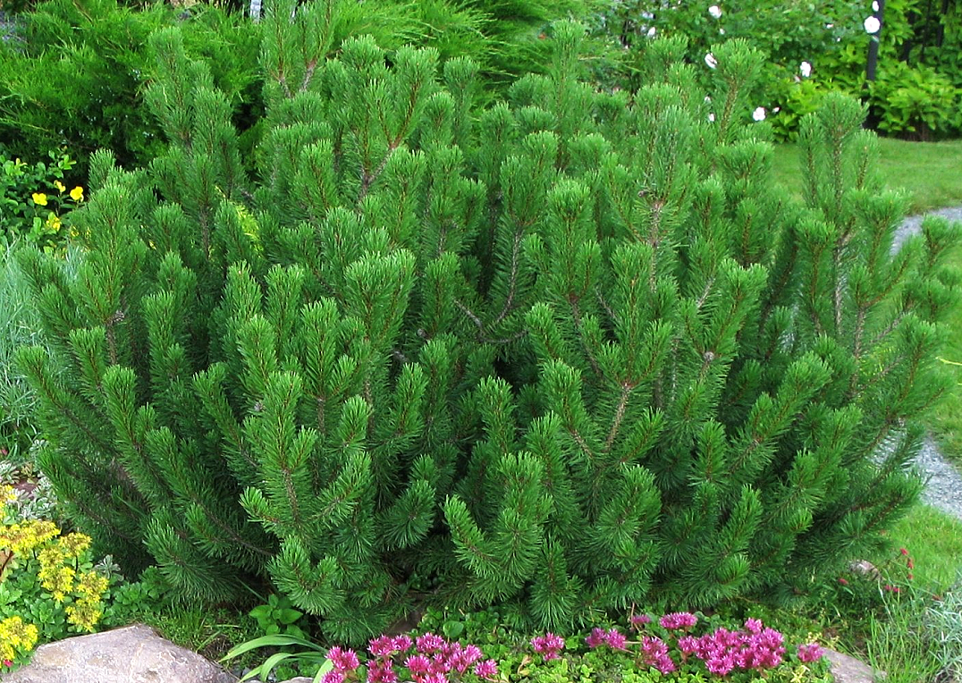 pinakamahusay na mga pagkakaiba-iba ang pine pine ng bundok