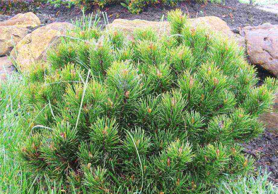 mountain pine best varieties