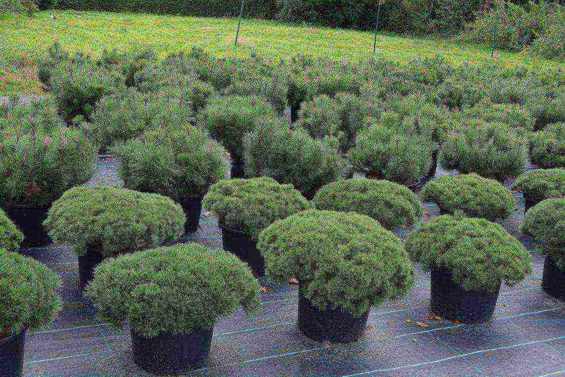 mountain pine best varieties