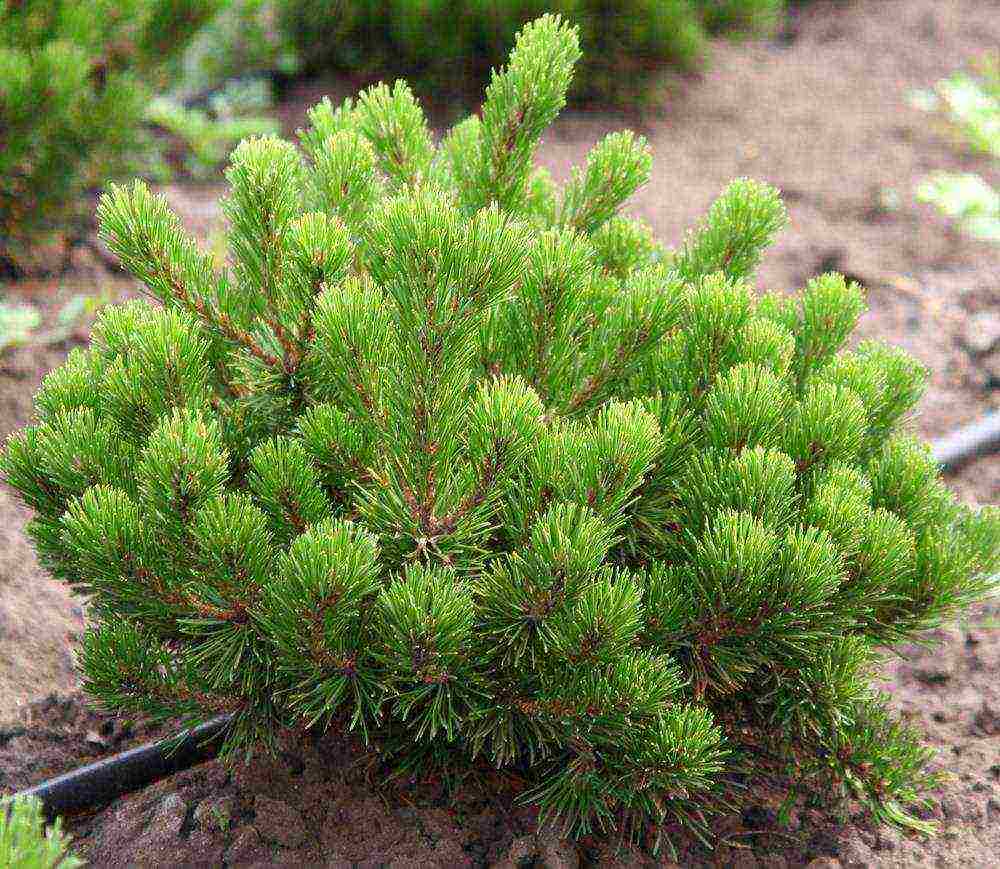 mountain pine best varieties