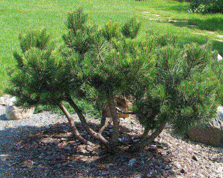 pinakamahusay na mga pagkakaiba-iba ang pine pine ng bundok