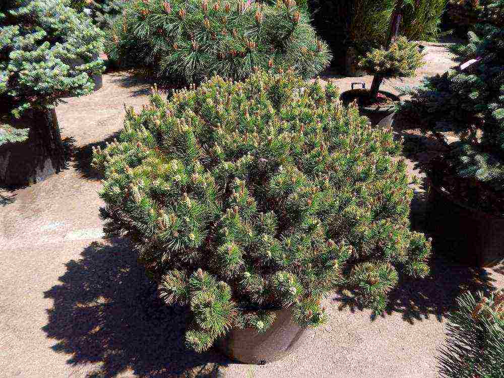 mountain pine best varieties