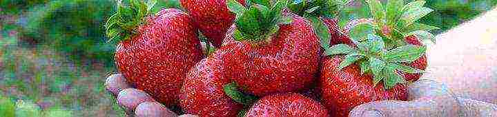 modern best varieties of strawberries