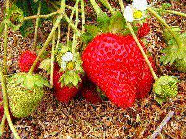modern best varieties of strawberries