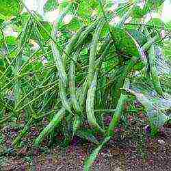 asparagus beans bush planting and outdoor care