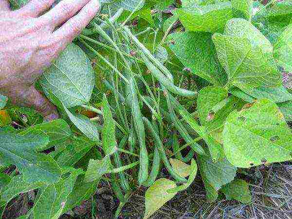 asparagus beans bush planting and outdoor care