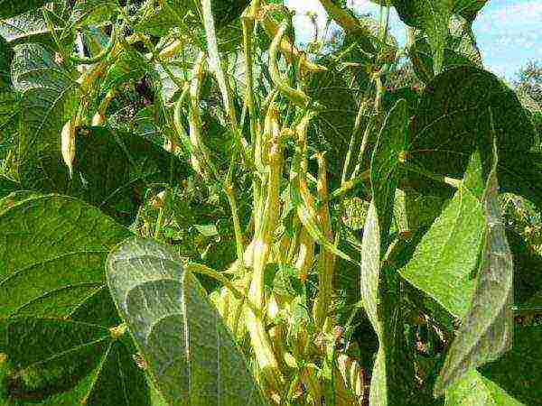 asparagus beans pagtatanim ng palumpong at pangangalaga sa labas