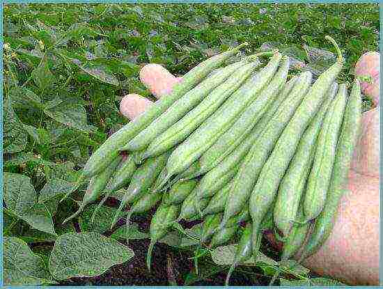 asparagus beans pagtatanim ng palumpong at pangangalaga sa labas