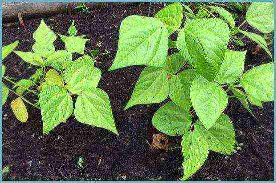 asparagus beans bush planting and outdoor care