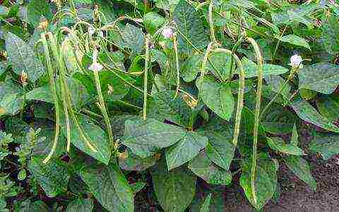 asparagus beans bush planting and outdoor care