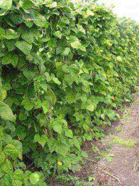 asparagus beans bush planting and outdoor care