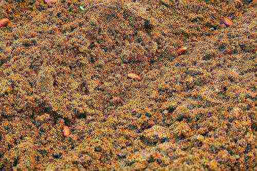 asparagus beans pagtatanim ng palumpong at pangangalaga sa labas