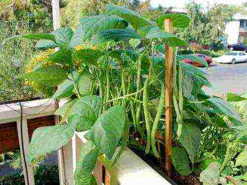 asparagus beans bush planting and outdoor care