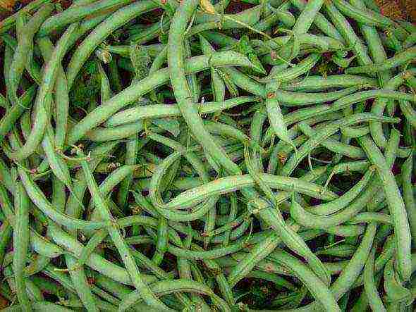 asparagus beans bush planting and outdoor care