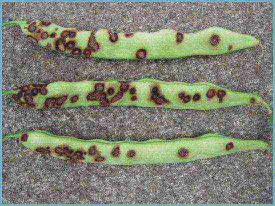 asparagus curly beans outdoor planting and care