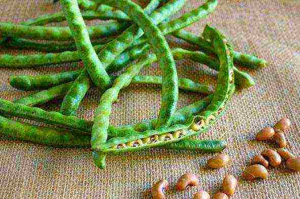 asparagus curly beans outdoor planting and care