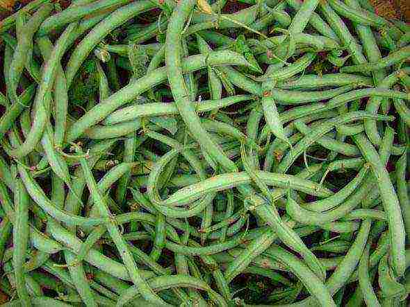 asparagus curly beans panlabas na pagtatanim at pangangalaga