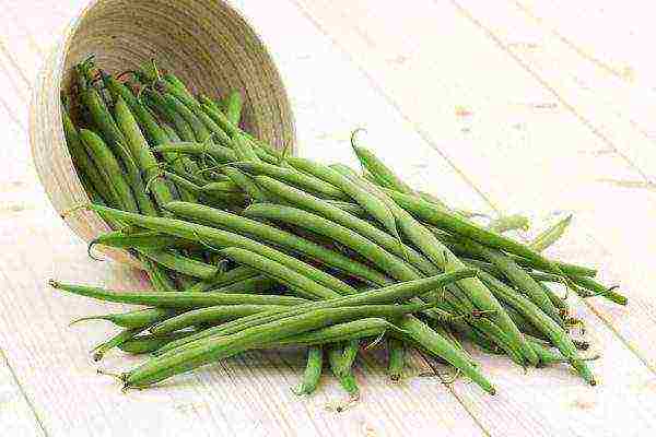 asparagus curly beans panlabas na pagtatanim at pangangalaga