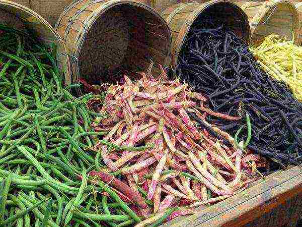 asparagus curly beans panlabas na pagtatanim at pangangalaga