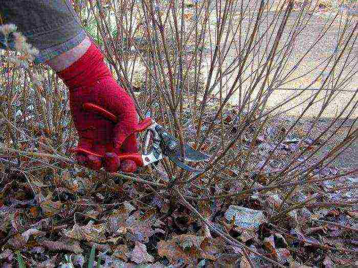 spirea planting and care in the open field in the Leningrad region