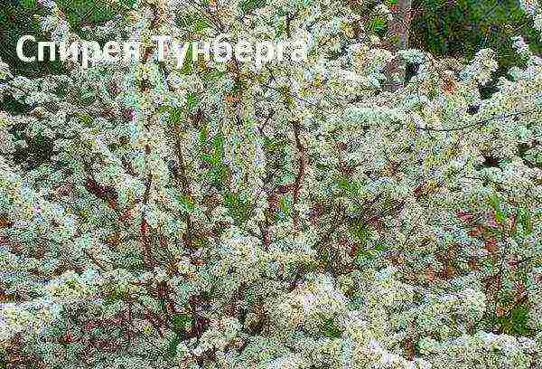 pagtatanim at pag-aalaga ng spirea sa bukas na bukid sa rehiyon ng Leningrad