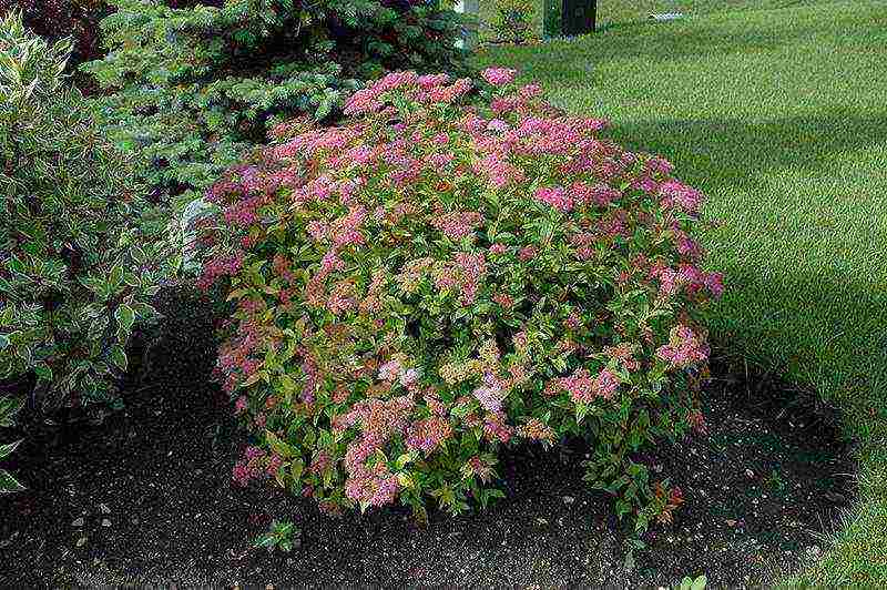 pagtatanim ng hardin ng spirea at pangangalaga sa labas