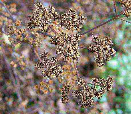 spirea garden planting and outdoor care