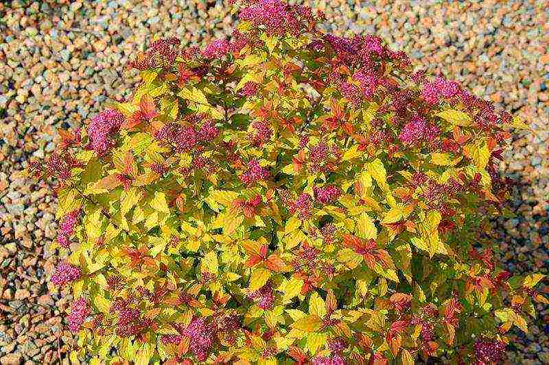 spirea garden planting and outdoor care