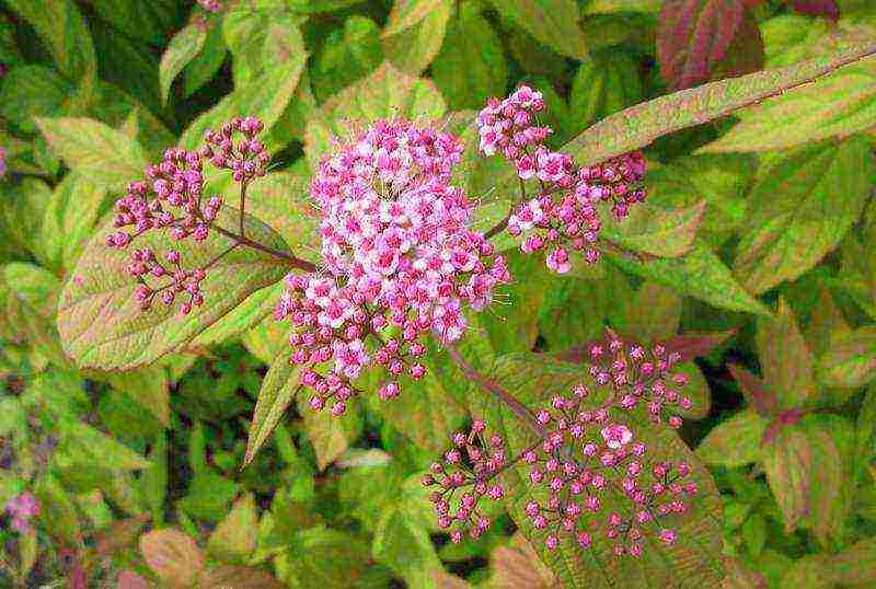 spirea garden planting and outdoor care