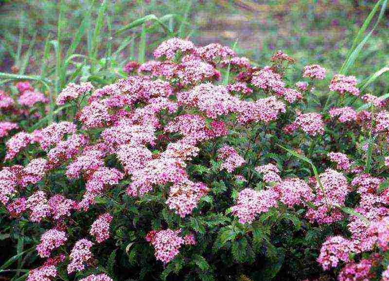 spirea garden planting and outdoor care