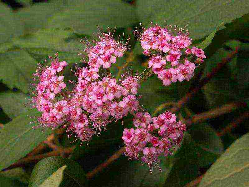 spirea garden planting and outdoor care