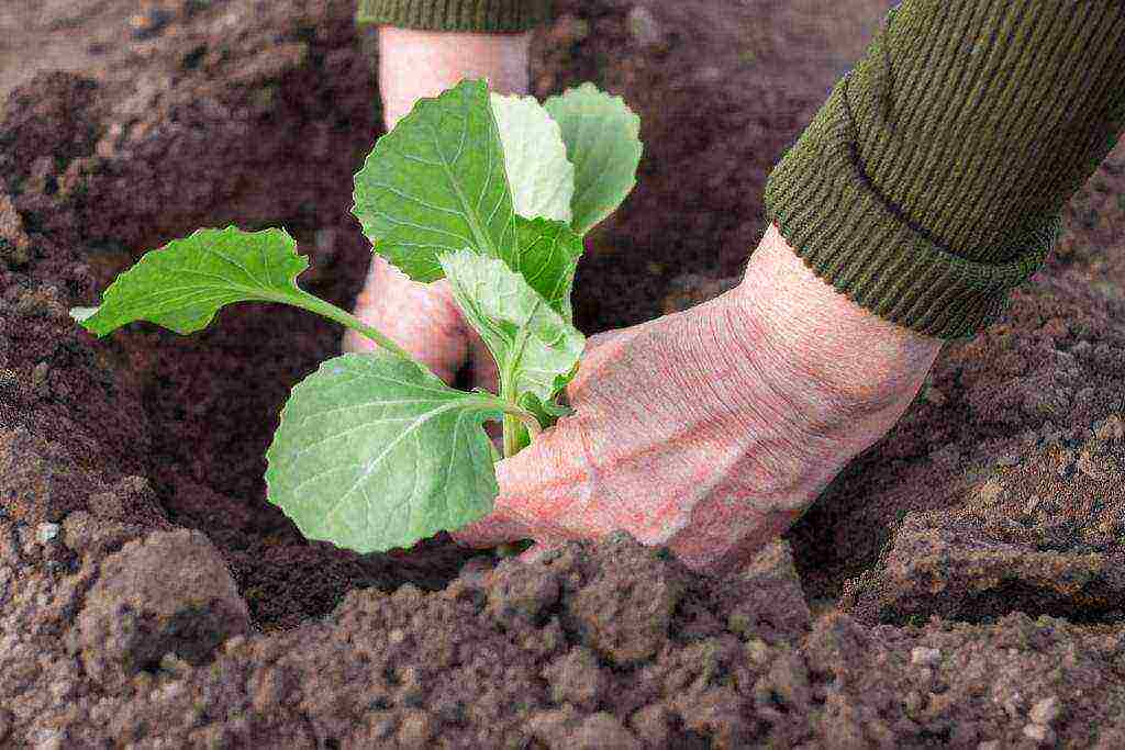 the timing of planting cabbage in open ground in the suburbs