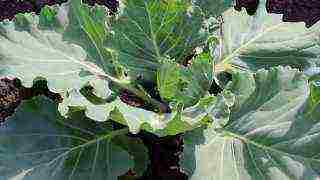 the timing of planting cabbage in open ground in the suburbs